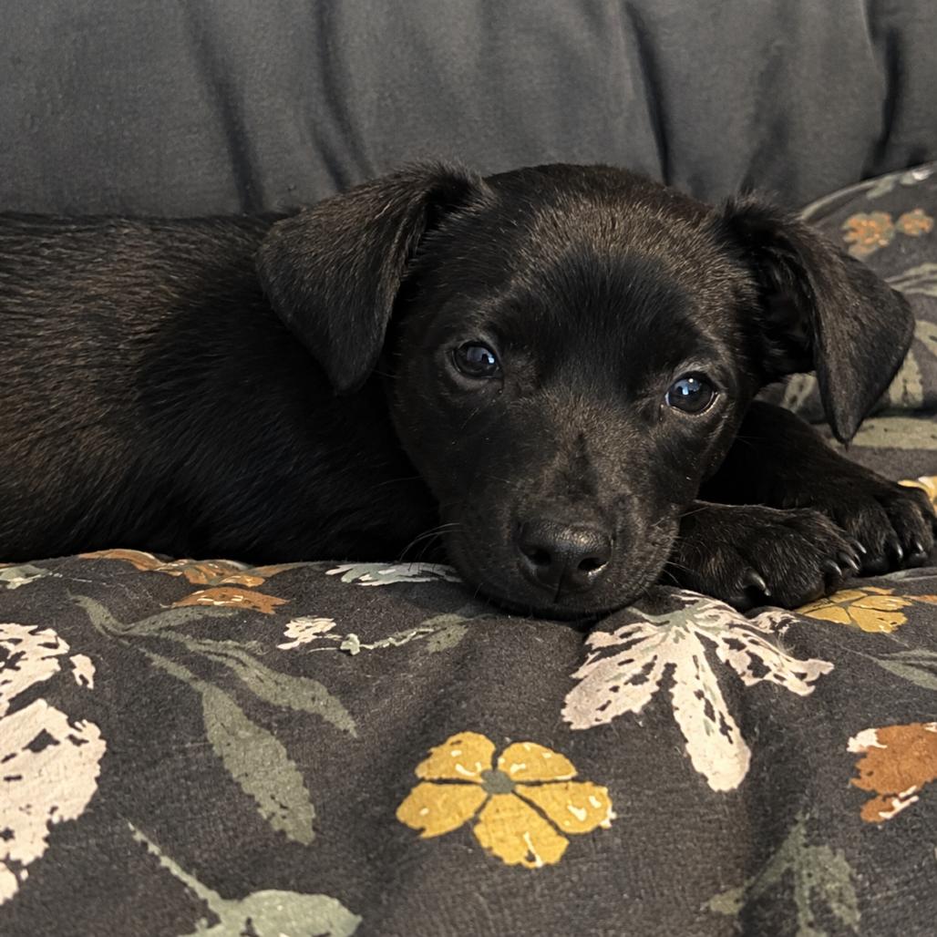 Jolene, Adoptable, Puppy Female Chihuahua.