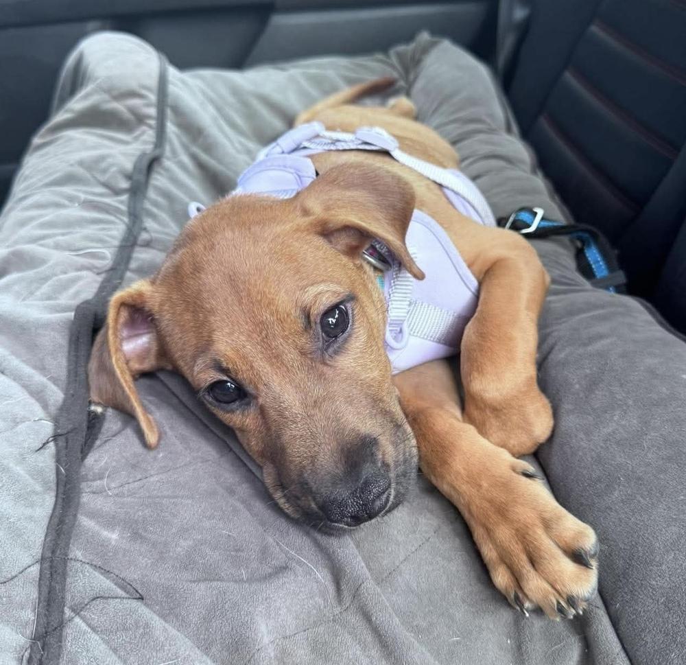 Joey, Adopted, Puppy Male Hound & Black Mouth Cur.