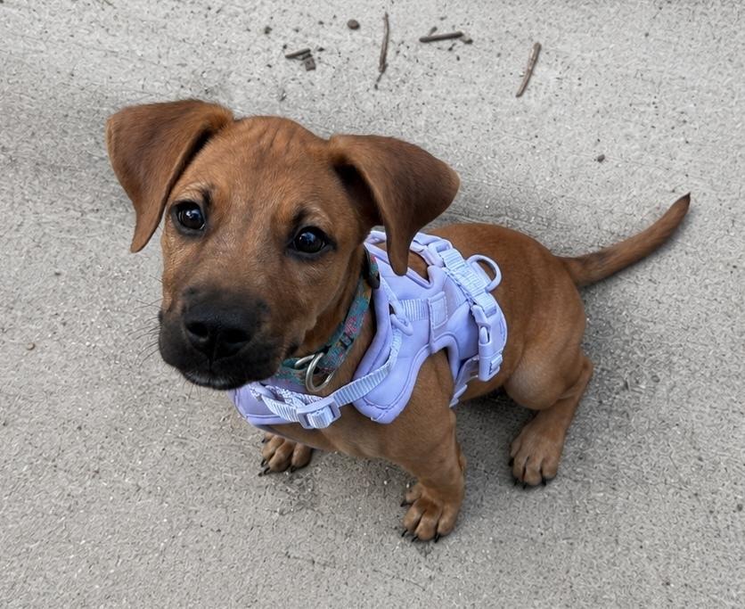Joey, Adopted, Puppy Male Hound & Black Mouth Cur.