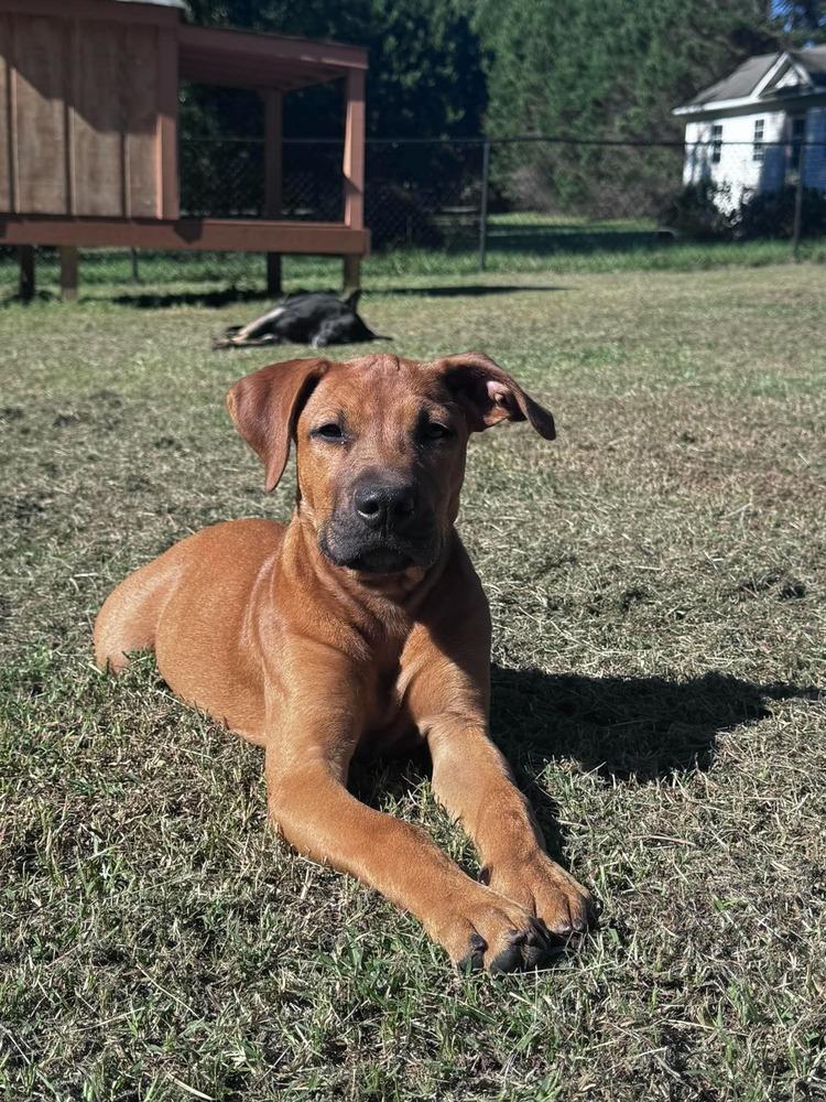 Enlarge Joey, a Adopted mixed breed in Wendell, NC image 2/5