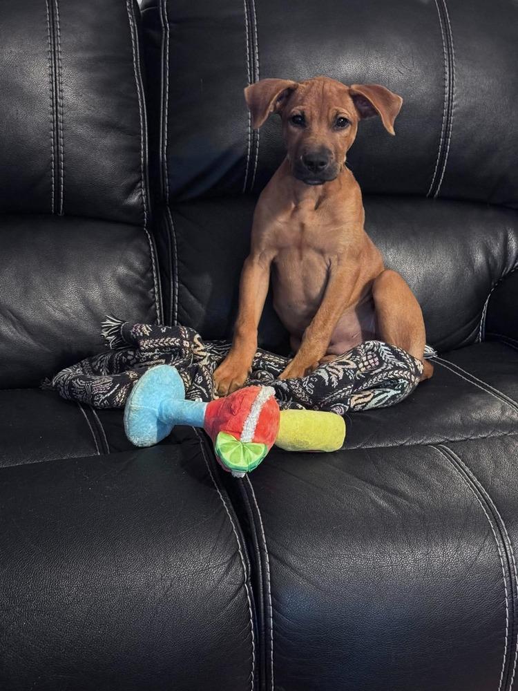 Enlarge Joey, a Adopted mixed breed in Wendell, NC image 3/5