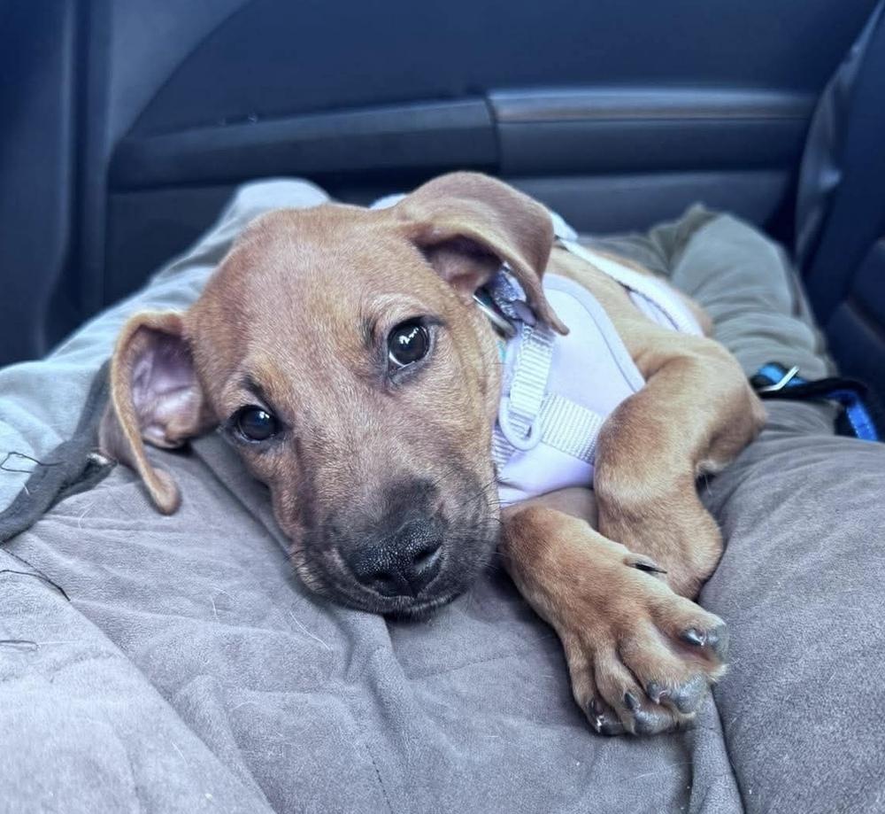 Enlarge Joey, a Adopted mixed breed in Wendell, NC image 3/4