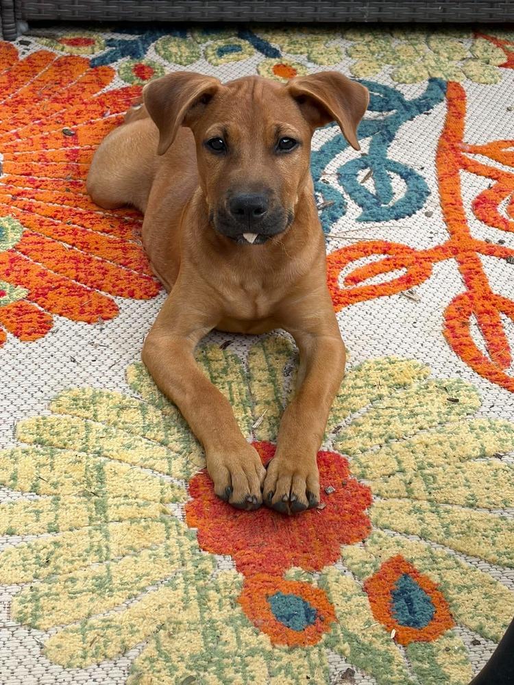 Enlarge Joey, a Adopted mixed breed in Wendell, NC image 4/5