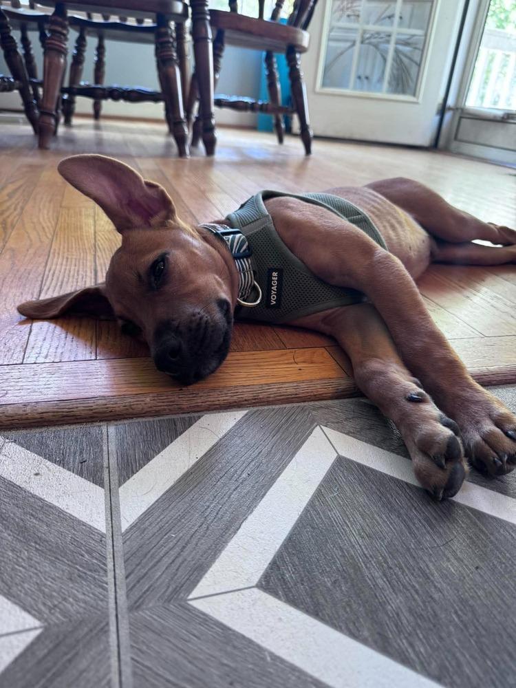 Enlarge Joey, a Adopted mixed breed in Wendell, NC image 5/5