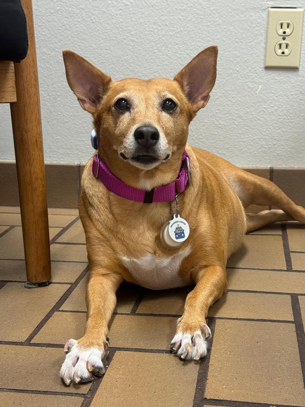 Lexi, ADOPTABLE, Adult Female Hound.