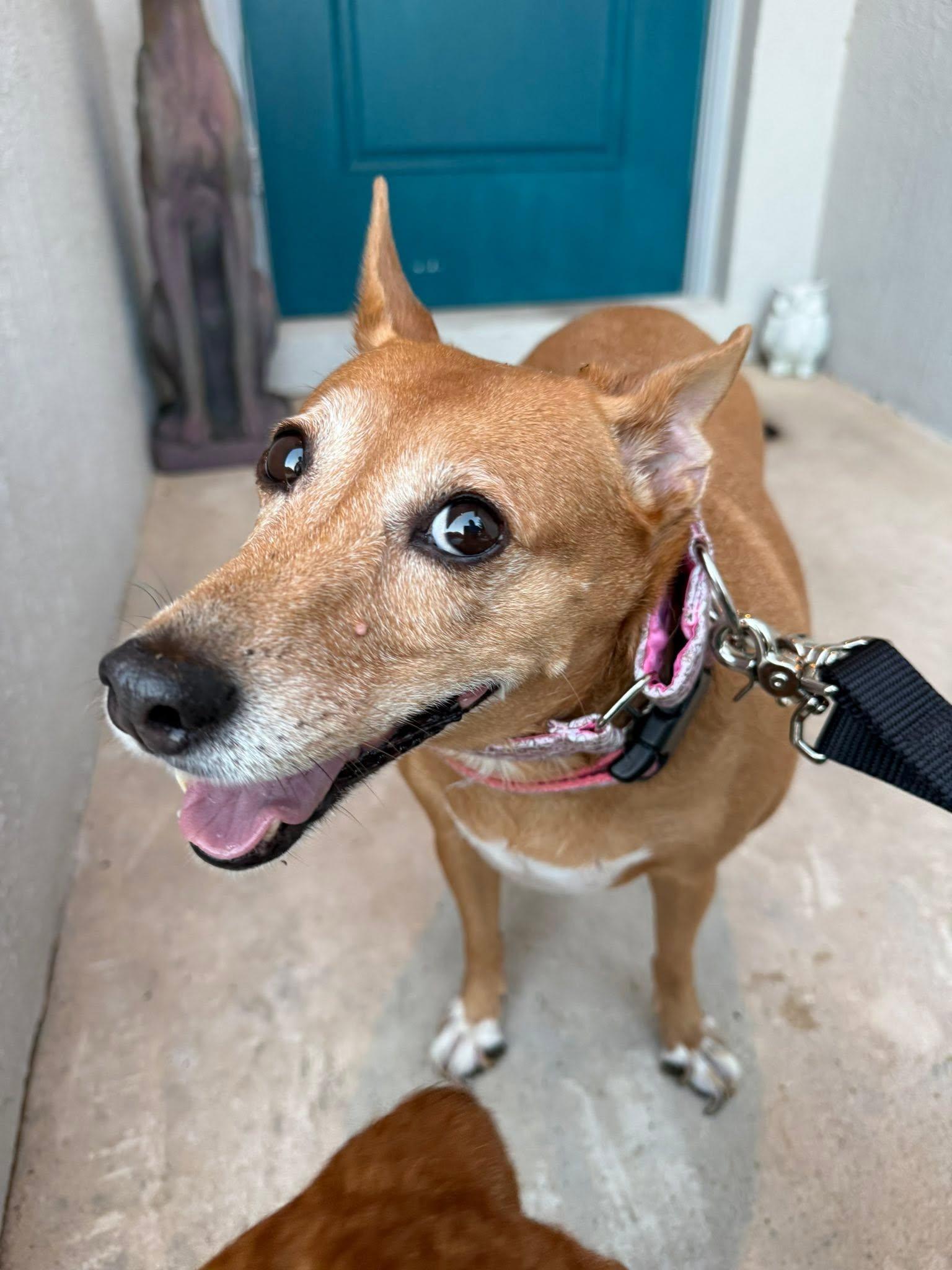 Lexi, a ADOPTABLE Hound in Winter Park, FL image 2/3