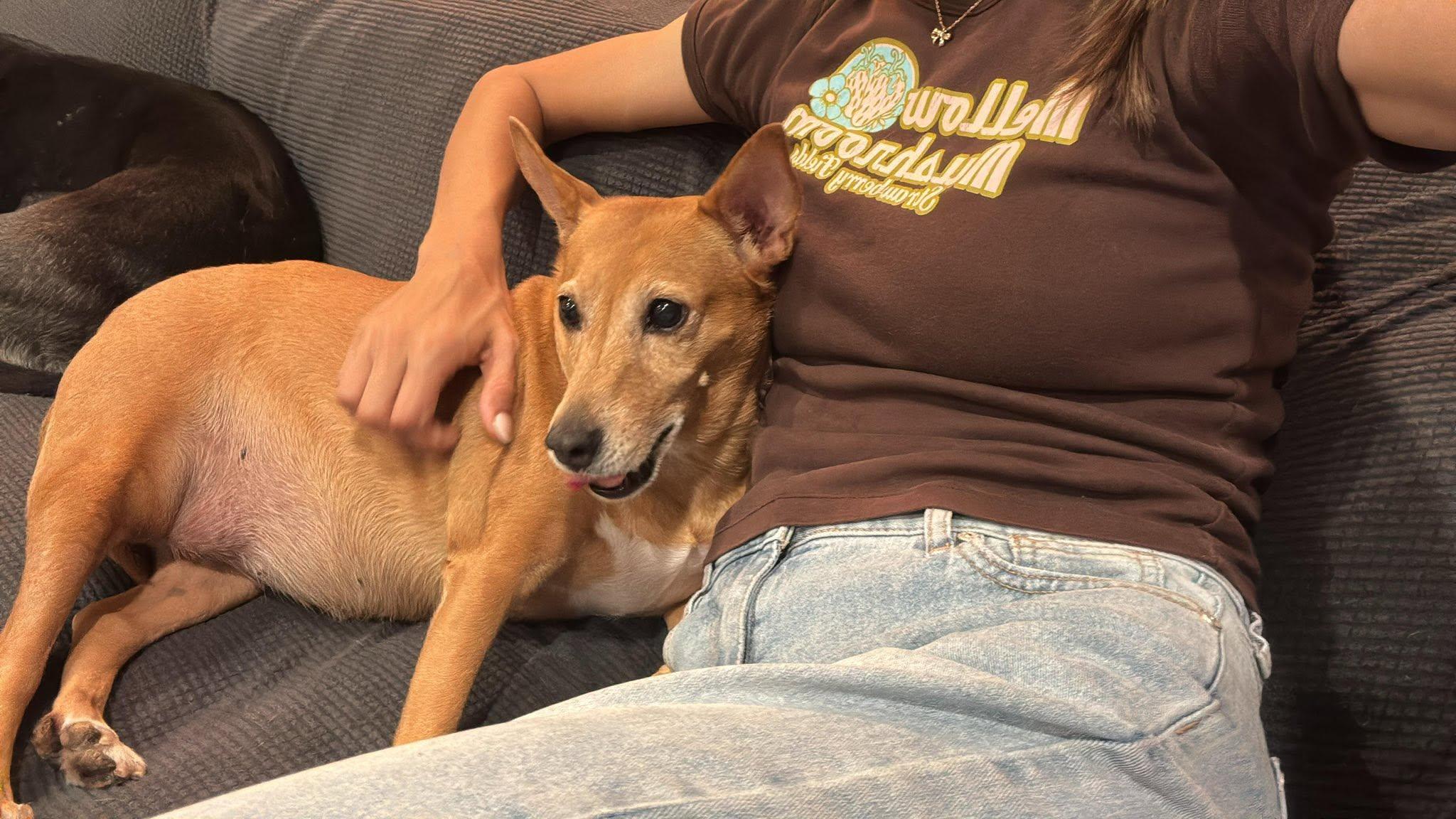 Lexi, a ADOPTABLE Hound in Winter Park, FL image 3/3
