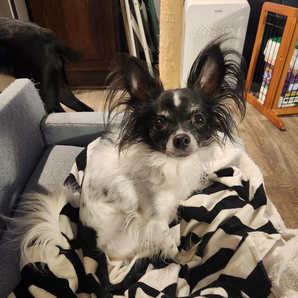 Enlarge Dolly, a Adoptable mixed breed in Oak Grove, MN image 1/5