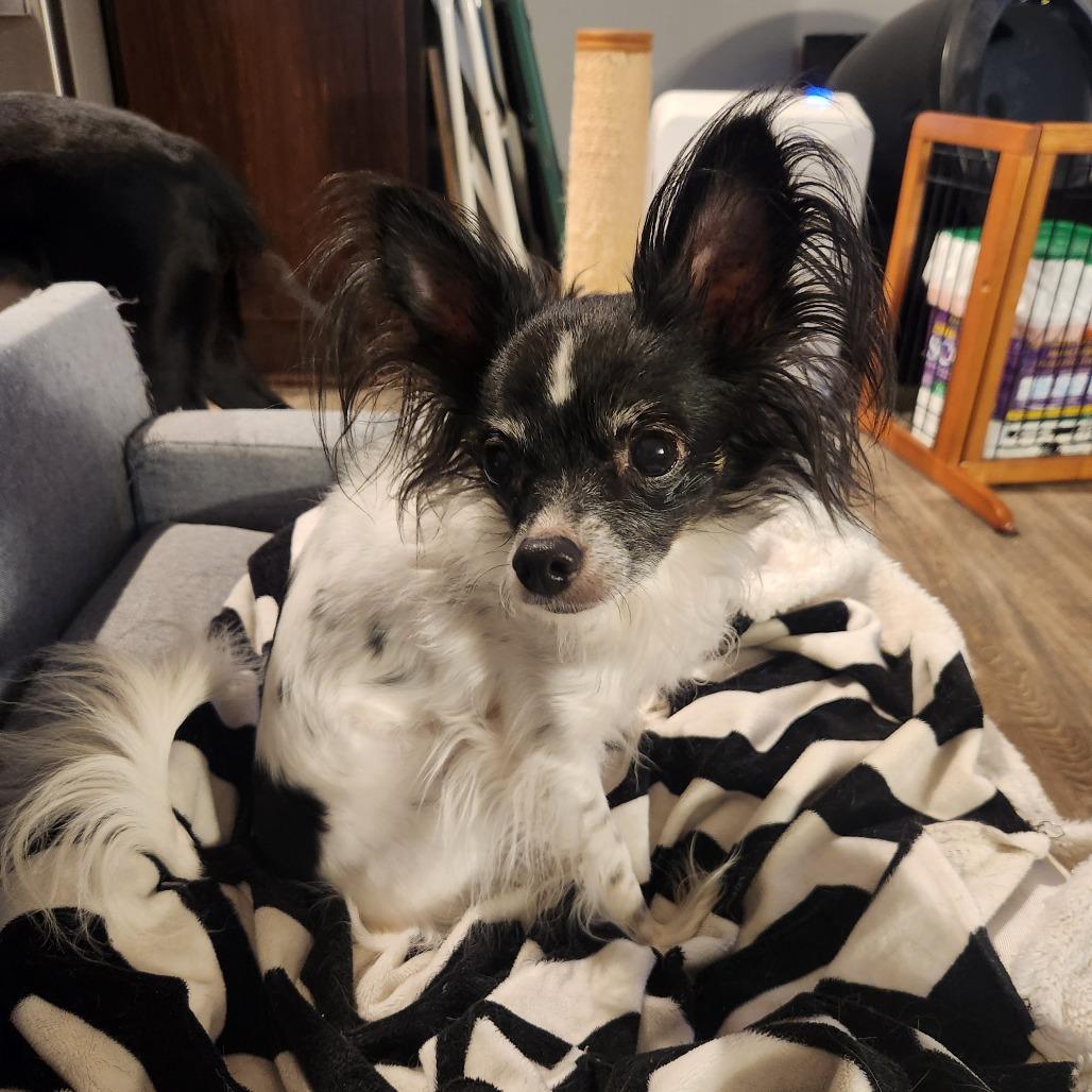 Enlarge Dolly, a Adoptable mixed breed in Oak Grove, MN image 2/5