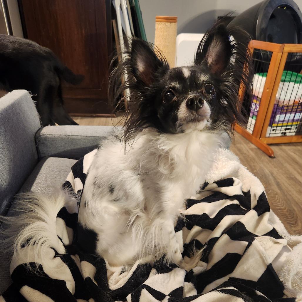 Enlarge Dolly, a Adoptable mixed breed in Oak Grove, MN image 3/5