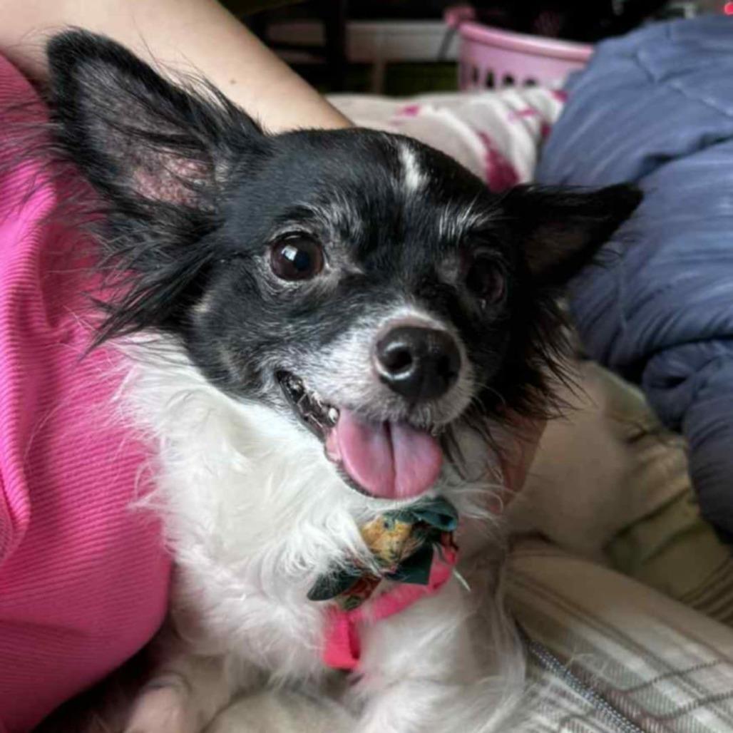 Enlarge Dolly, a Adoptable mixed breed in Oak Grove, MN image 4/5