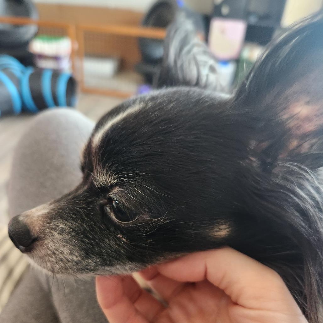 Enlarge Dolly, a Adoptable mixed breed in Oak Grove, MN image 5/5