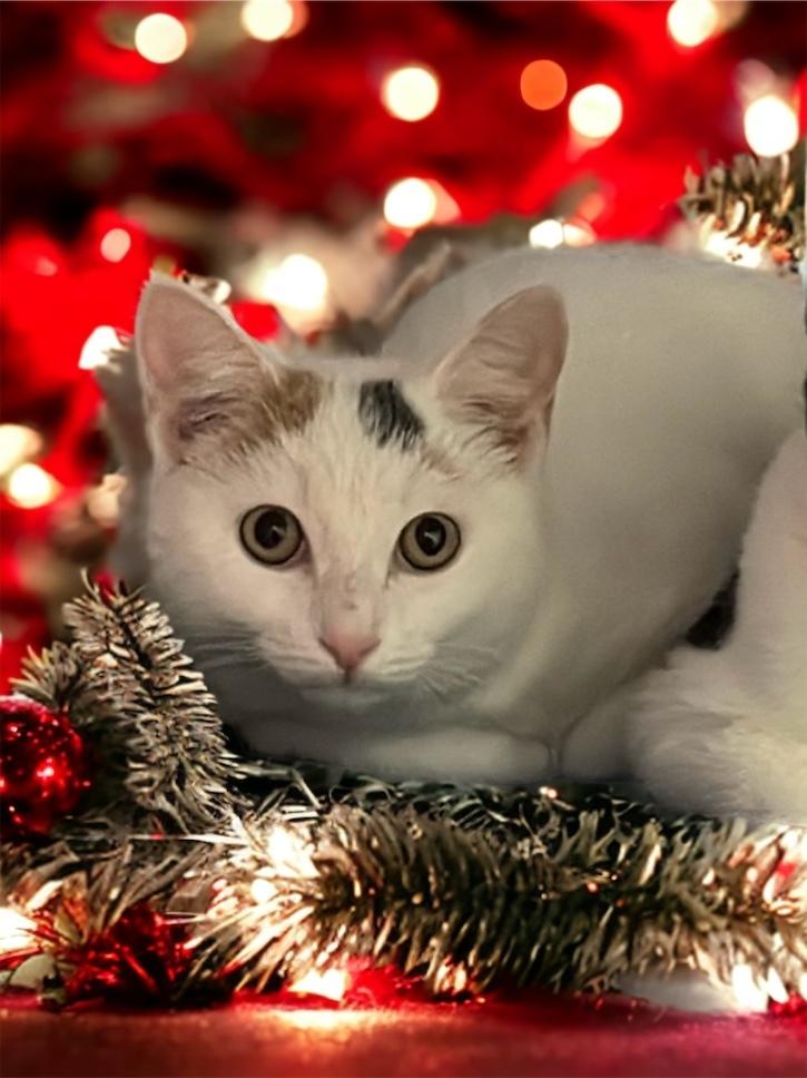Enlarge Pandora Ritt, a Adoptable Domestic Short Hair in Mount Laurel, NJ image 1/5