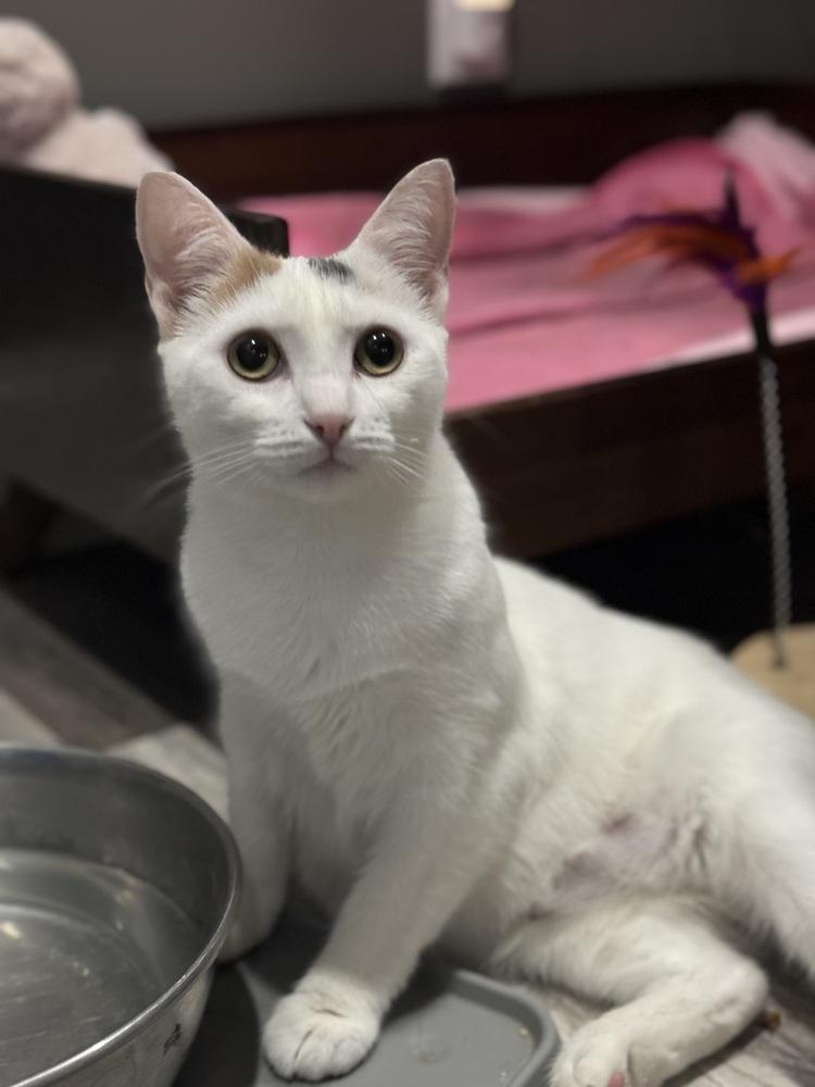 Enlarge Pandora Ritt, a Adoptable Domestic Short Hair in Mount Laurel, NJ image 3/5