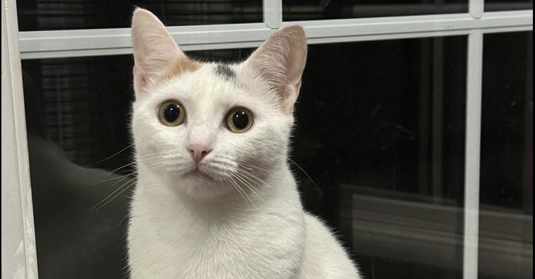 Enlarge Pandora Ritt, a Adoptable Domestic Short Hair in Mount Laurel, NJ image 4/5