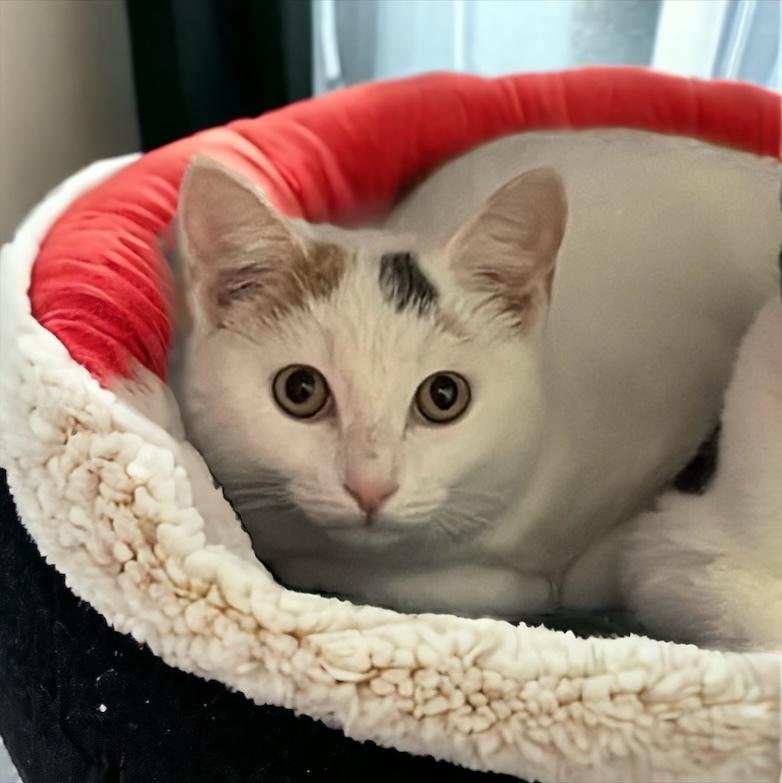 Enlarge Pandora Ritt, a Adoptable Domestic Short Hair in Mount Laurel, NJ image 5/5