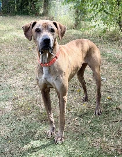 Enlarge Pumpkin, a Adoptable mixed breed in Inverness, FL image 2/4