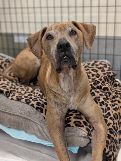 Enlarge Pumpkin, a Adoptable mixed breed in Inverness, FL image 3/4