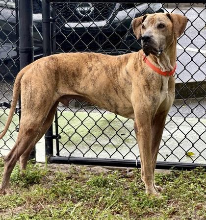 Pumpkin, Adoptable, Adult Male Great Dane & Rhodesian Ridgeback.