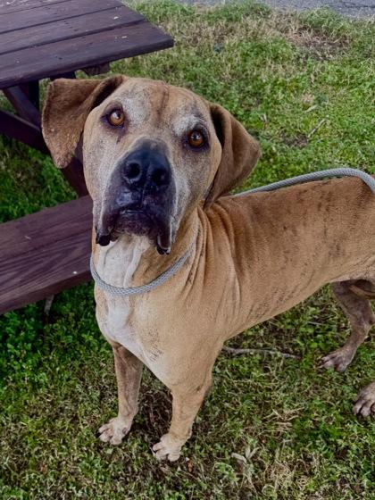 Enlarge Pumpkin, a Adoptable mixed breed in Inverness, FL image 4/4