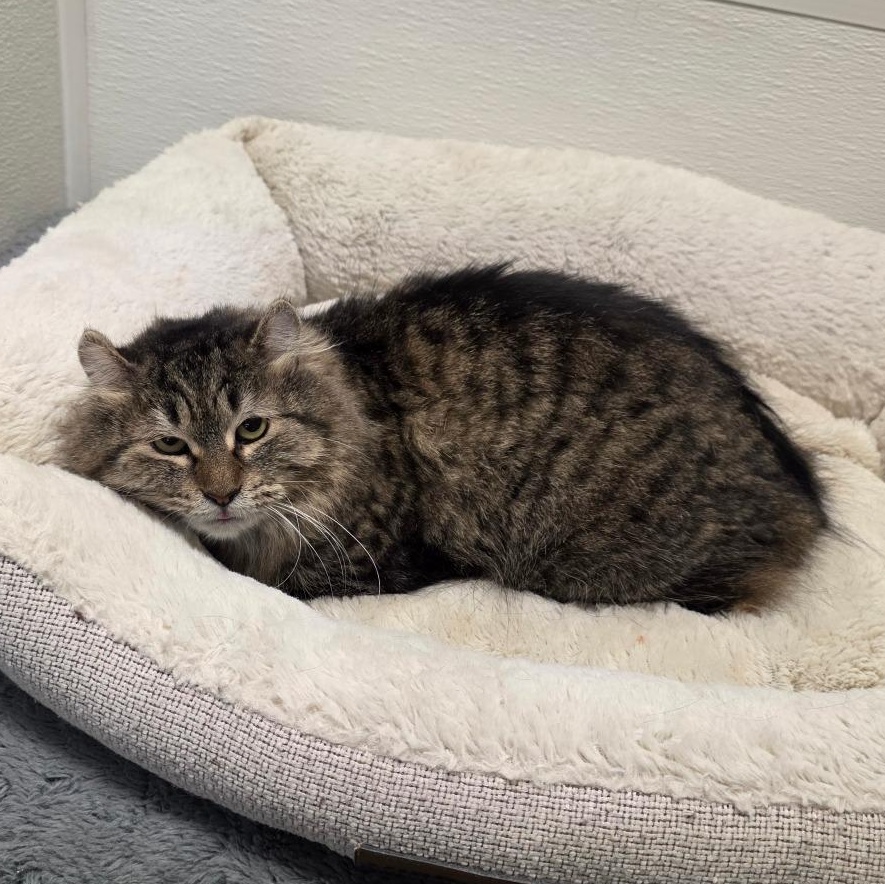 Enlarge Bianca, a ADOPTABLE mixed breed in Greensboro, NC image 2/4