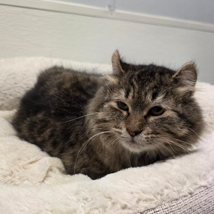 Bianca, ADOPTABLE, Adult Female Tabby & Domestic Medium Hair.