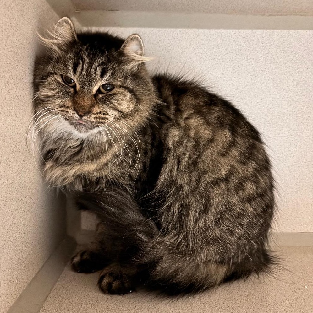 Bianca, ADOPTABLE, Adult Female Tabby & Domestic Medium Hair.