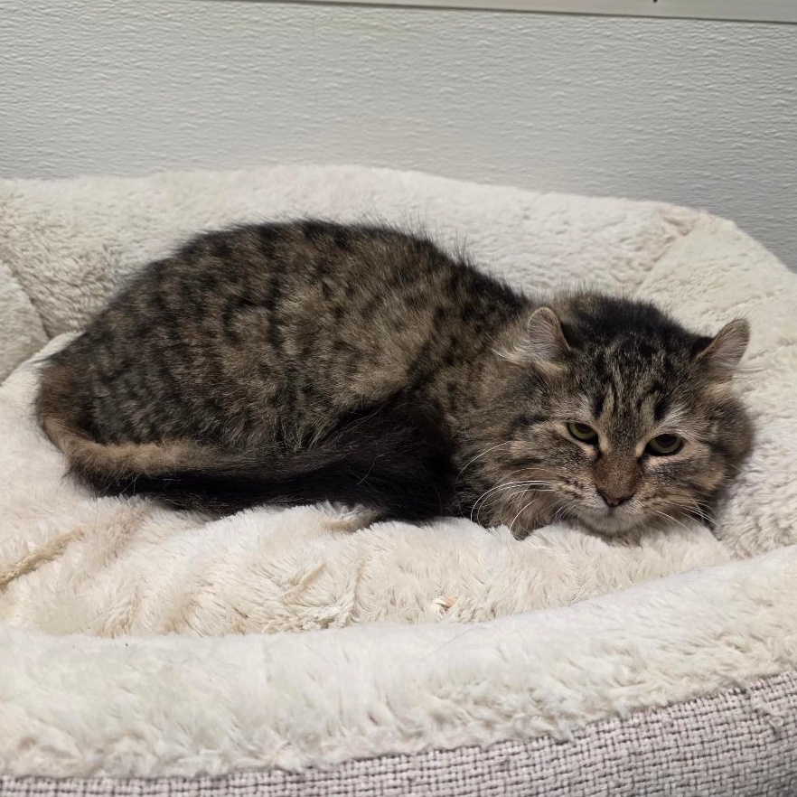 Enlarge Bianca, a ADOPTABLE mixed breed in Greensboro, NC image 3/4