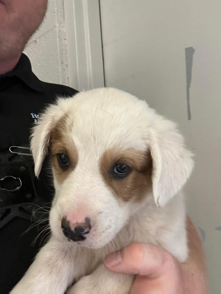 Marbel, Adoptable, Puppy Male Mixed Breed.