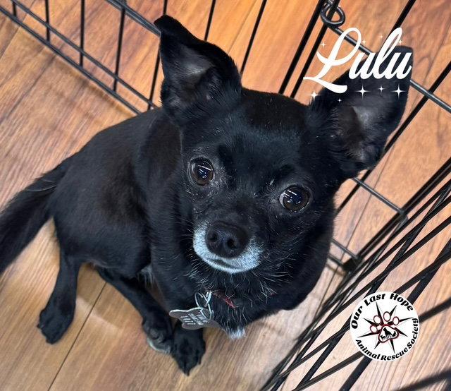 Lulu, Adoptable, Young Female Chihuahua.