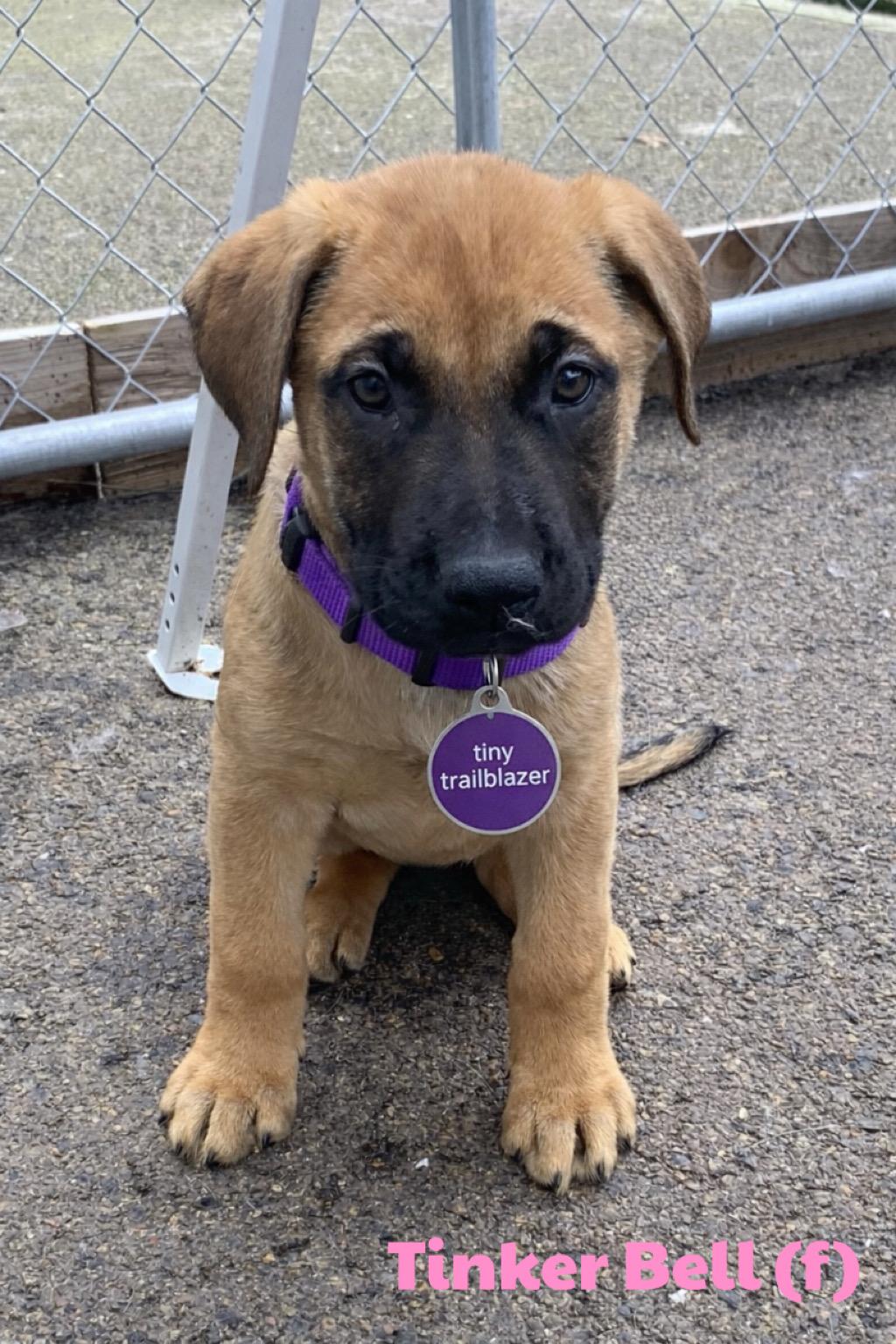 Tinker Bell, Adoptable, Puppy Female Boerboel & German Shepherd Dog.