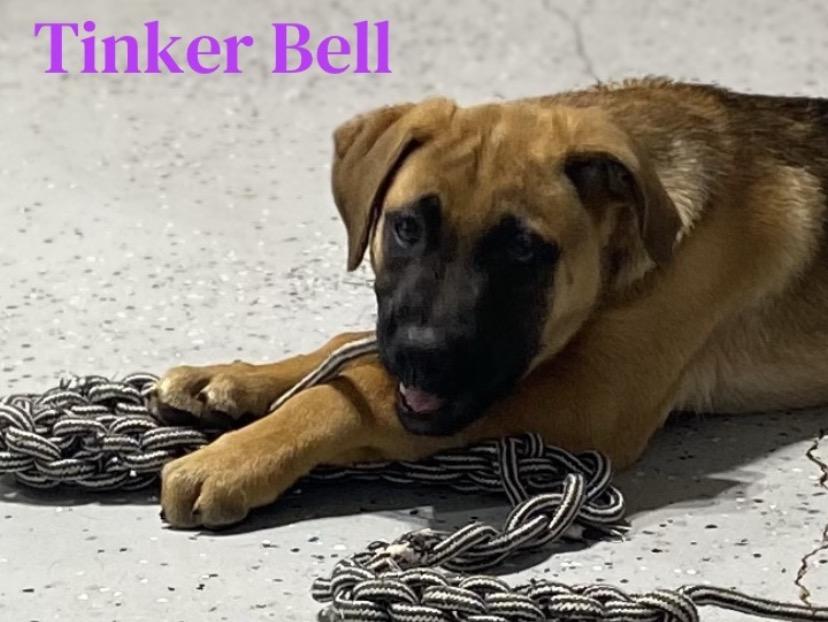 Enlarge Tinker Bell, an adopted mixed breed in Winston, OR image 2/2