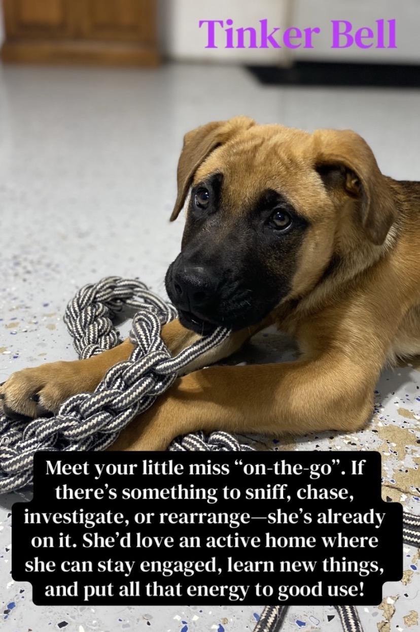 Tinker Bell, adopted, Puppy Female Boerboel & German Shepherd Dog.