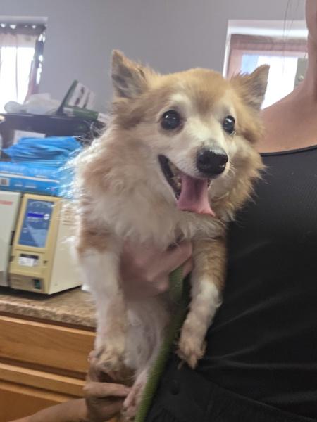 Enlarge Sammy, a Adoptable mixed breed in Salisbury, MD image 1/1