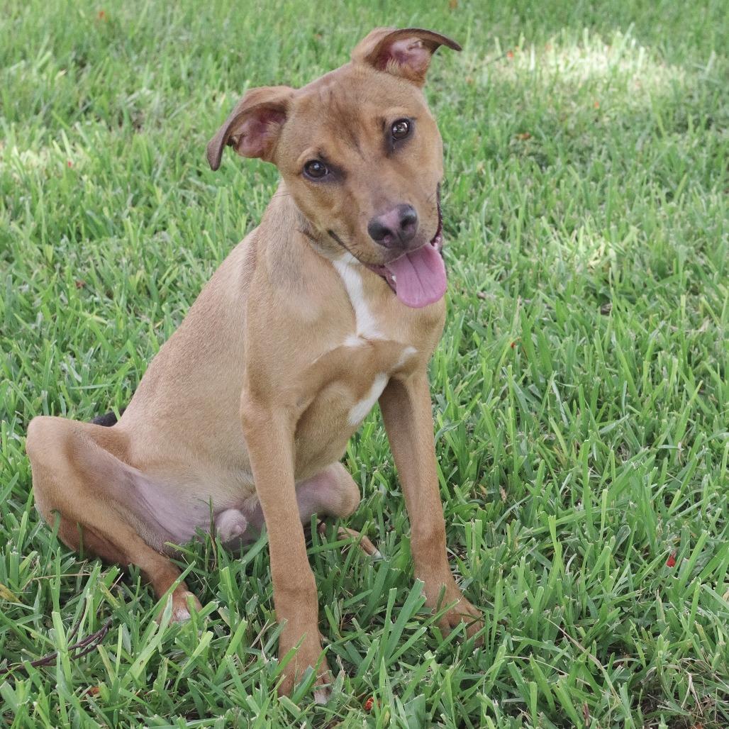 Enlarge Puppy Champs, a Adoptable mixed breed in Miami, FL image 1/6