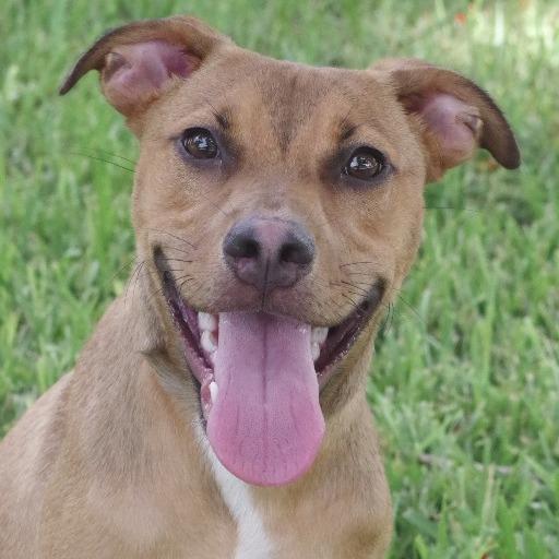 Enlarge Puppy Champs, a Adoptable mixed breed in Miami, FL image 2/6