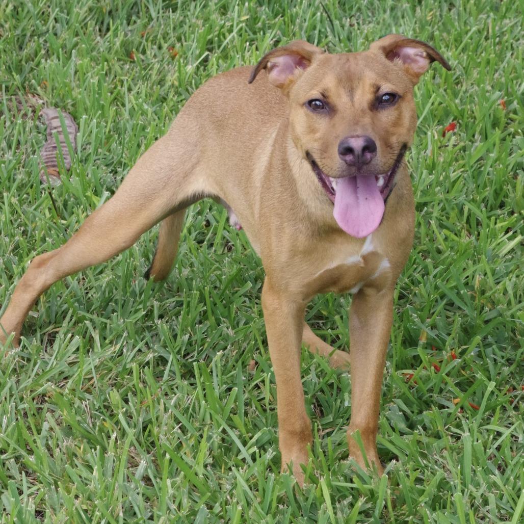 Enlarge Puppy Champs, a Adoptable mixed breed in Miami, FL image 3/6