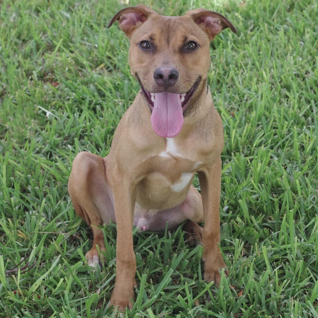 Enlarge Puppy Champs, a Adoptable mixed breed in Miami, FL image 4/6