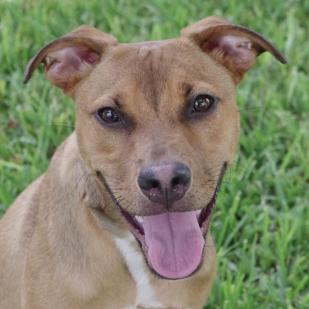 Enlarge Puppy Champs, a Adoptable mixed breed in Miami, FL image 5/6