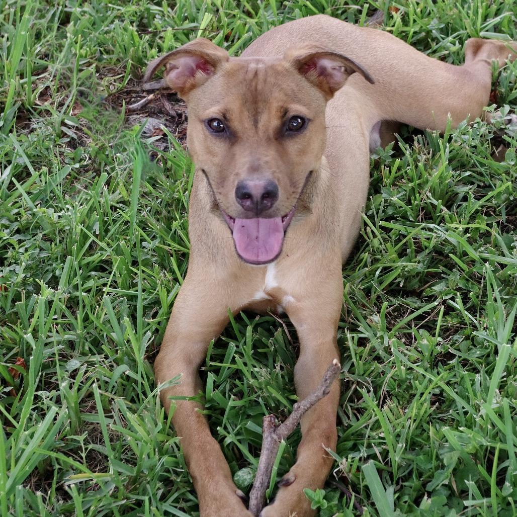 Enlarge Puppy Champs, a Adoptable mixed breed in Miami, FL image 6/6