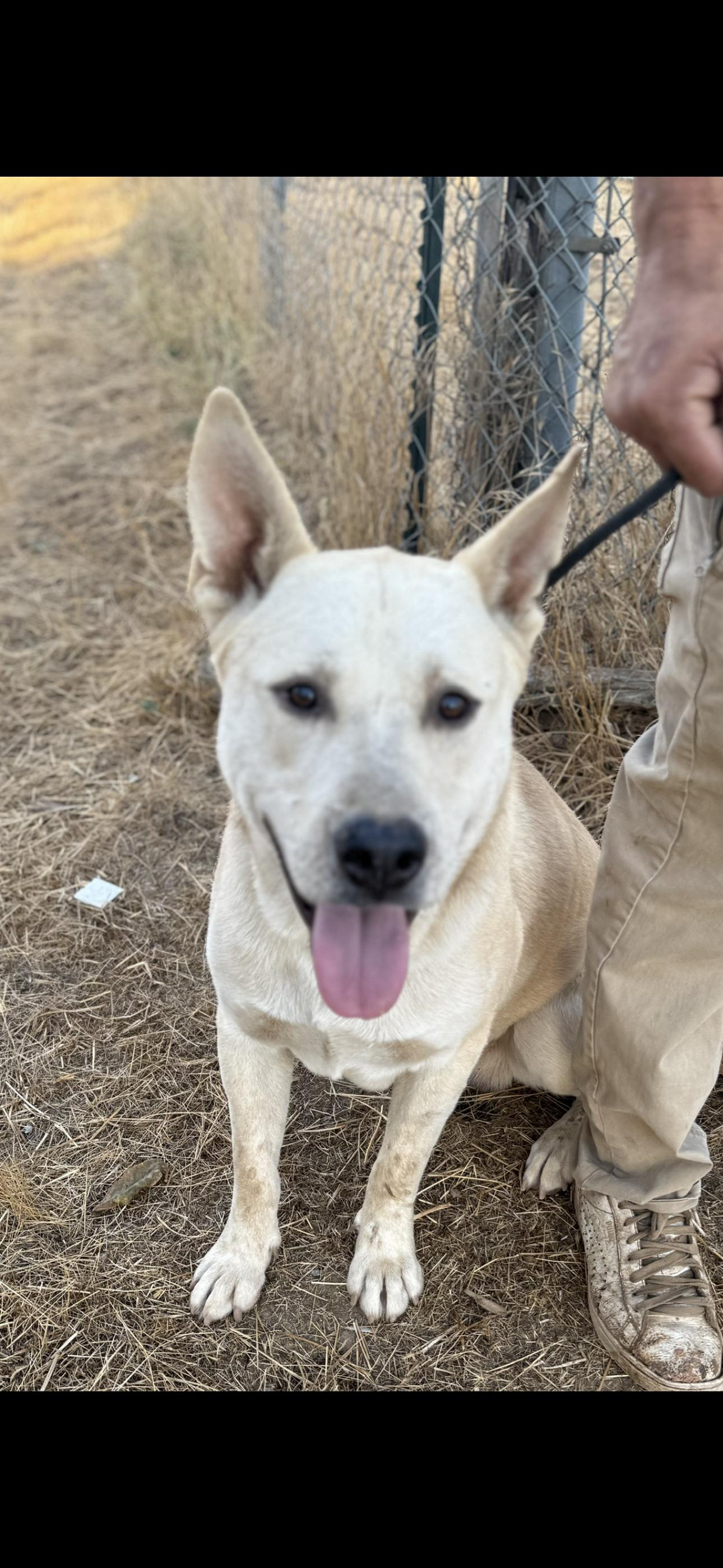 Enlarge ASHTON, a Adoptable White German Shepherd in Portland , OR image 5/5