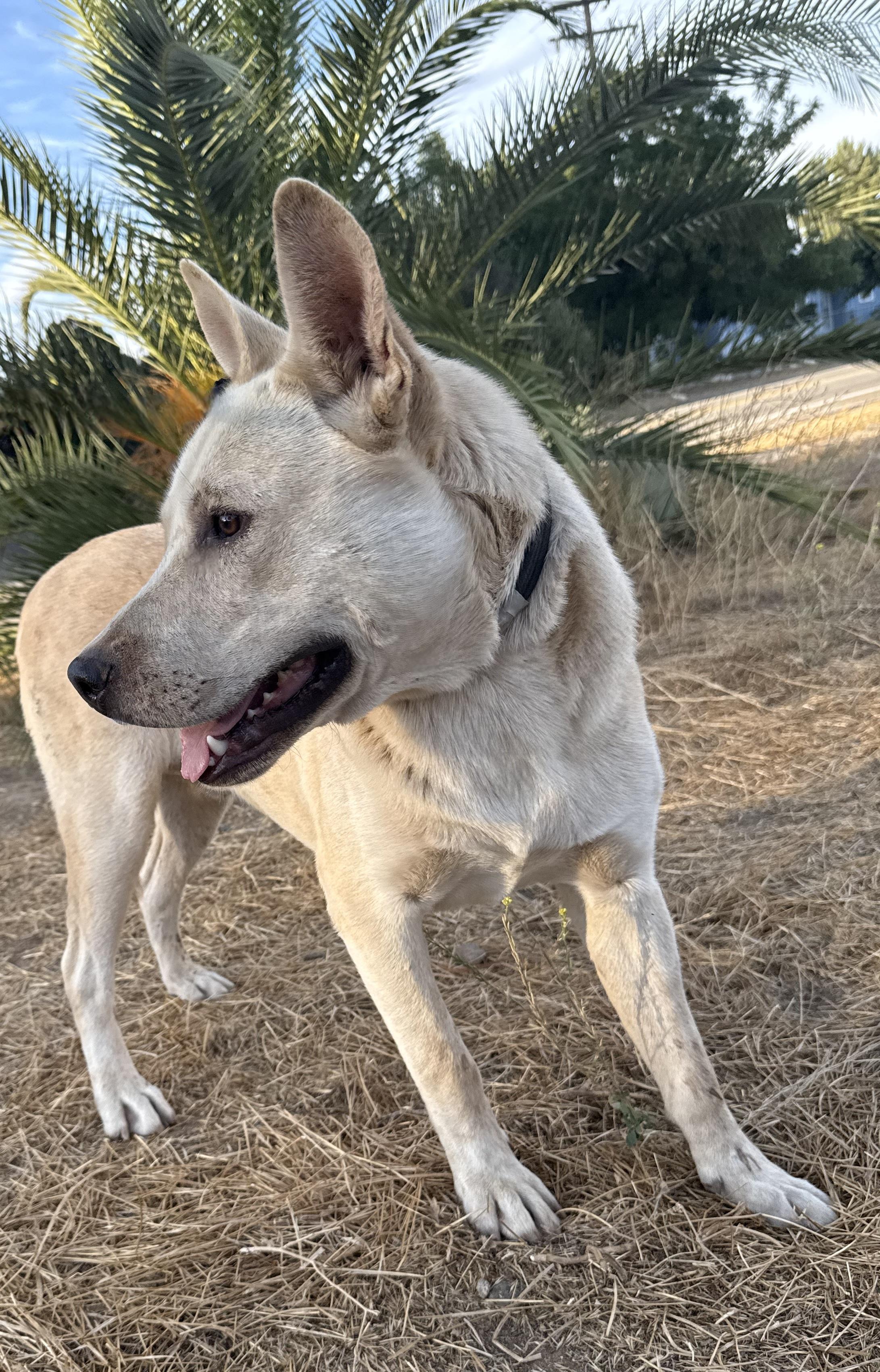 ASPEN, a Adoptable White German Shepherd in Portland , OR image 4/5
