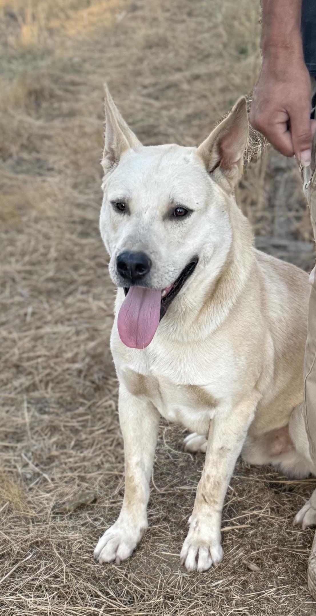 ASPEN, a Adoptable White German Shepherd in Portland , OR image 5/5