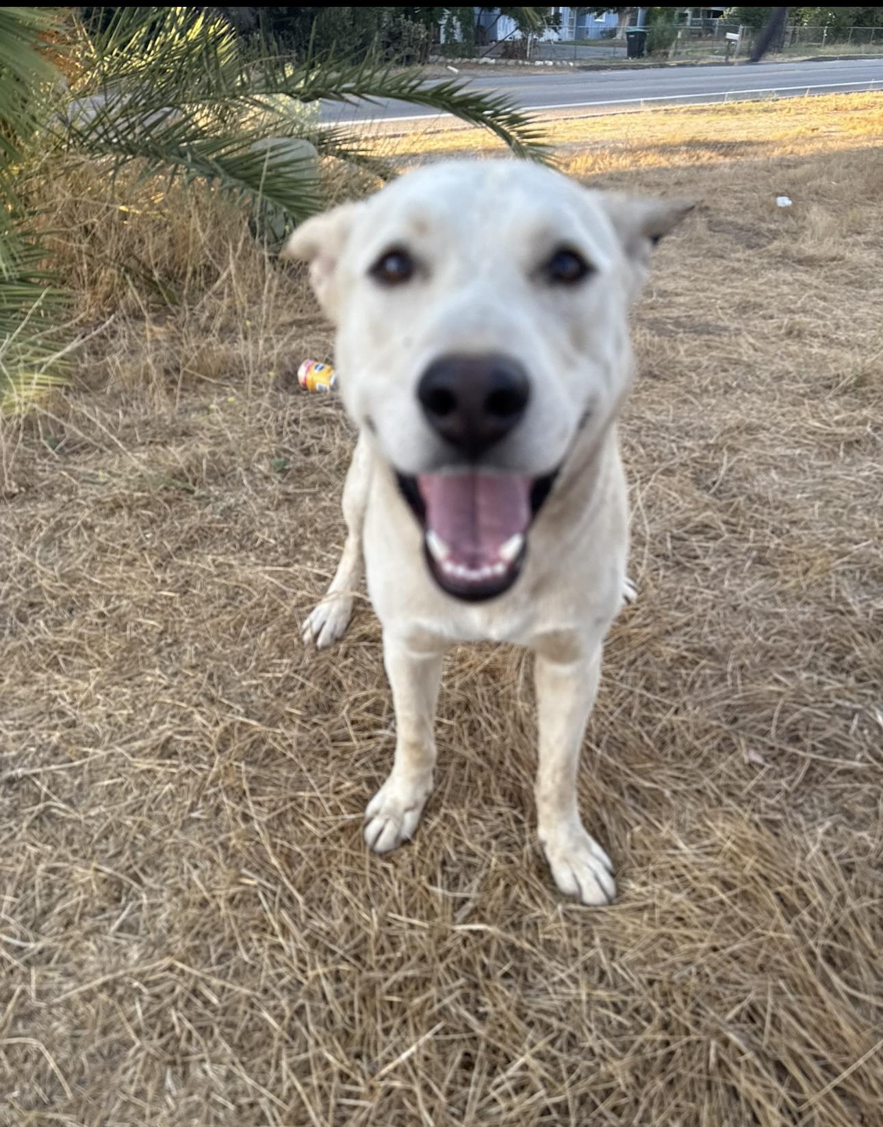 Enlarge ASHTON, a Adoptable White German Shepherd in Portland , OR image 4/5