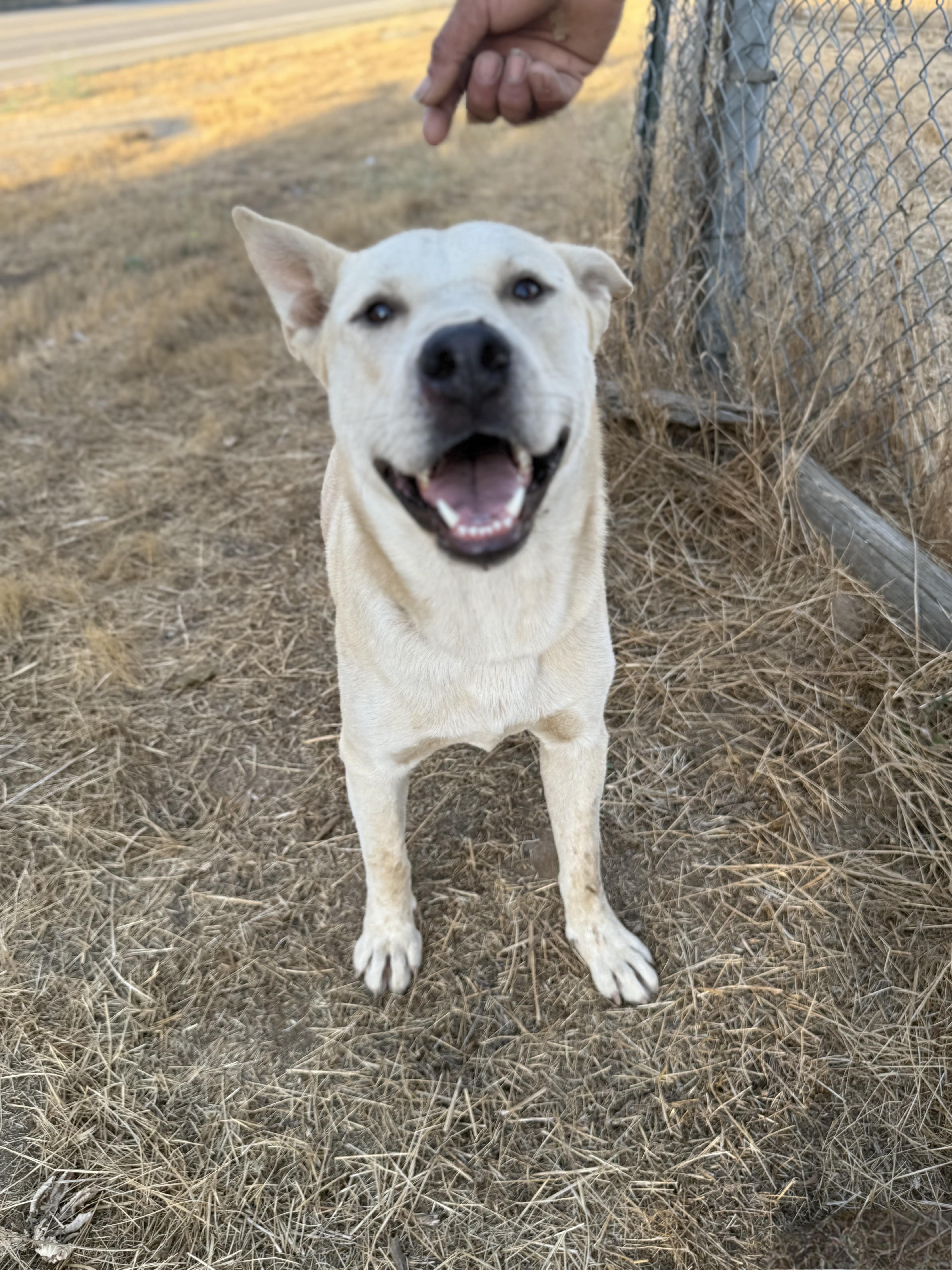 ASPEN, a Adoptable White German Shepherd in Portland , OR image 2/5