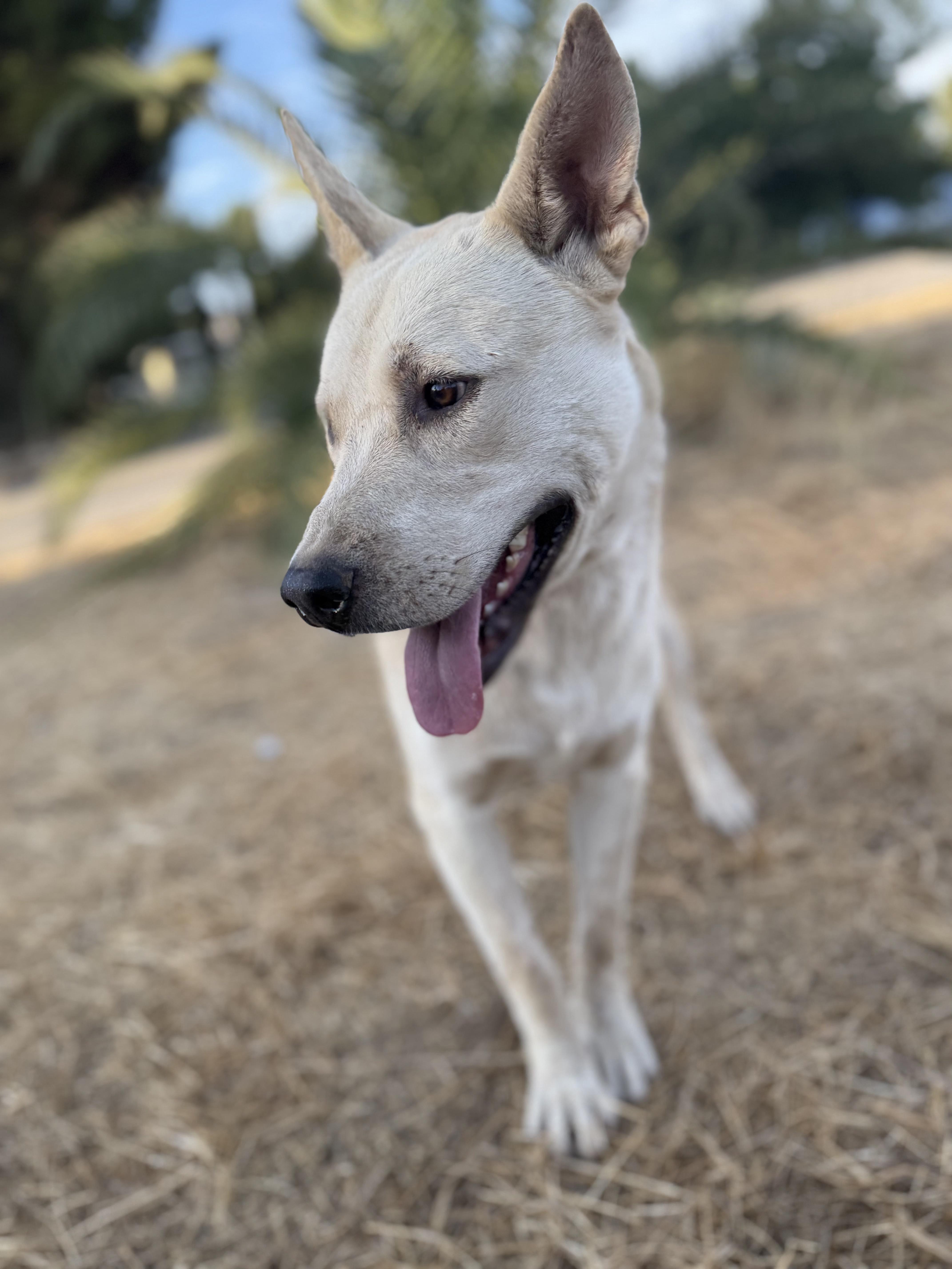 ASPEN, a Adoptable White German Shepherd in Portland , OR image 3/5