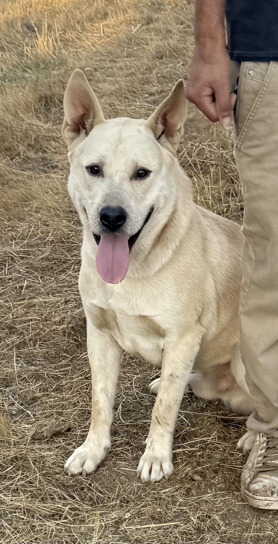 ASPEN, Adoptable, Adult Male White German Shepherd.