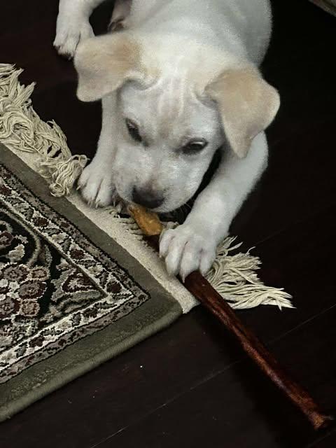 Lucy photo 2