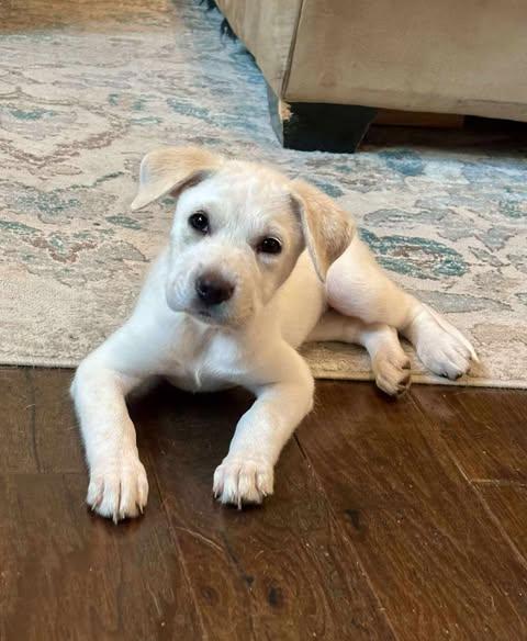 Lucy, Baby Female unknown