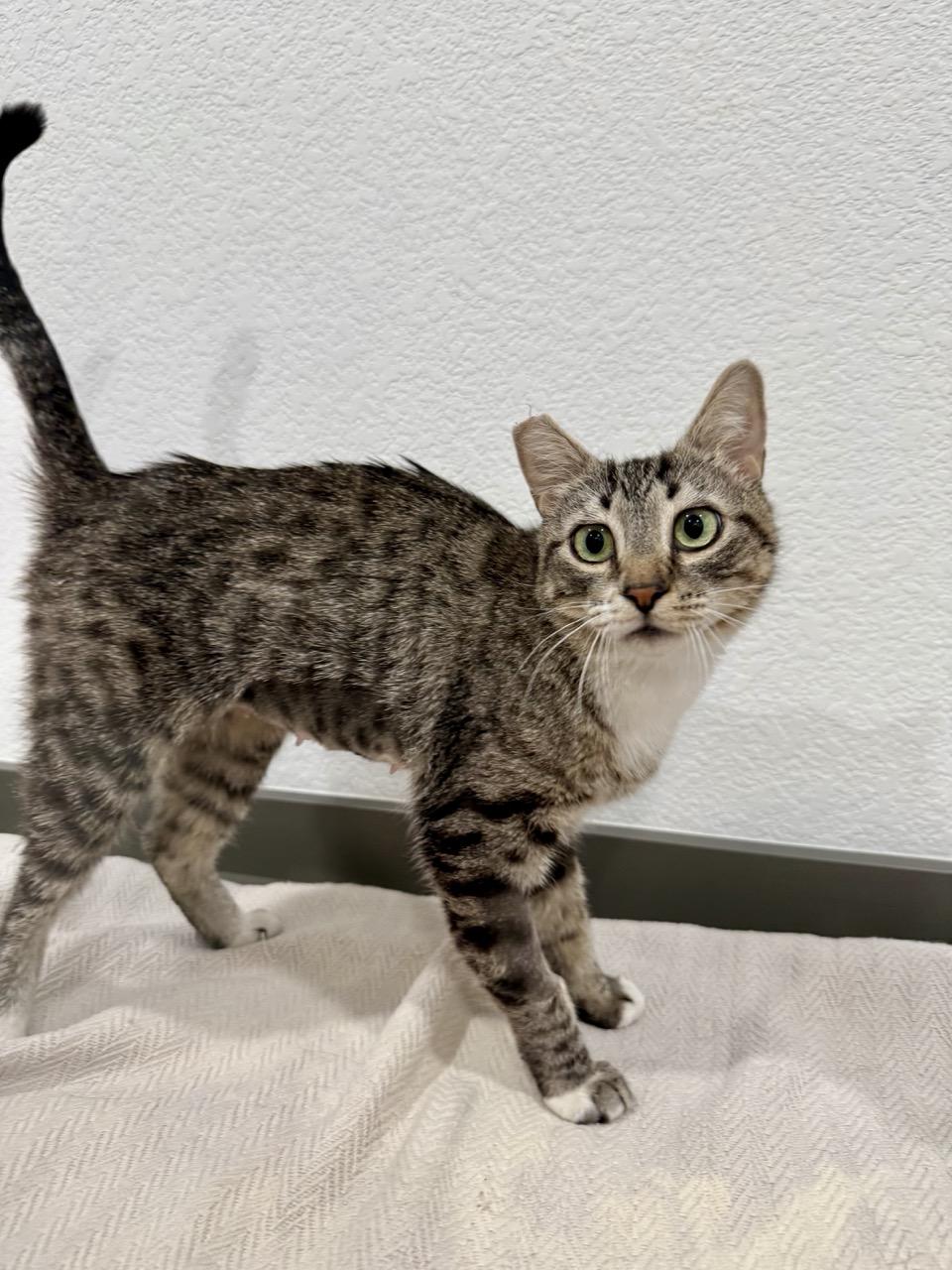 Pebbles, an adopted Domestic Short Hair in Las Vegas, NV image 3/3